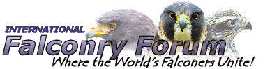 International Falconry Forum